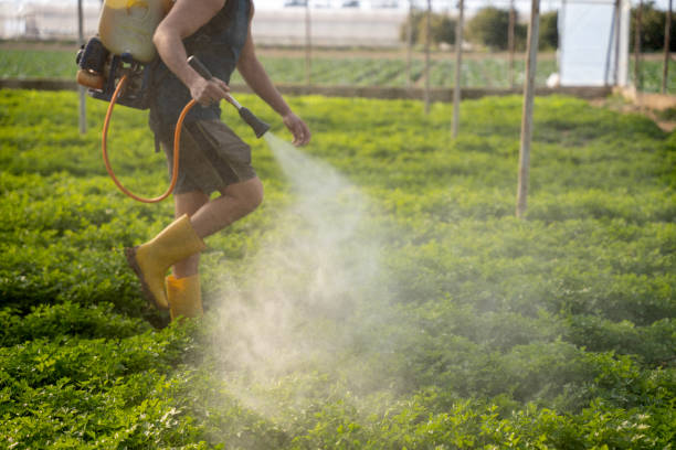 Best Affordable Pest Control Services  in Ripley, TN